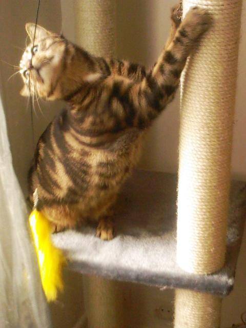 Dove, mon bebe dove, mon tigre -