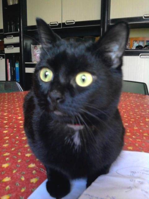 BELLA 10 MOIS - (10 mois)