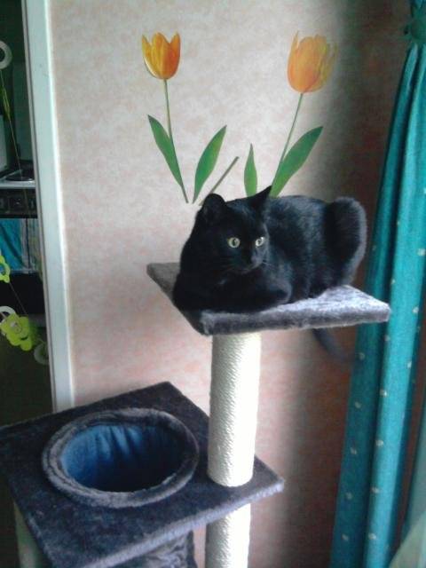 BELLA 10 MOIS - (10 mois)