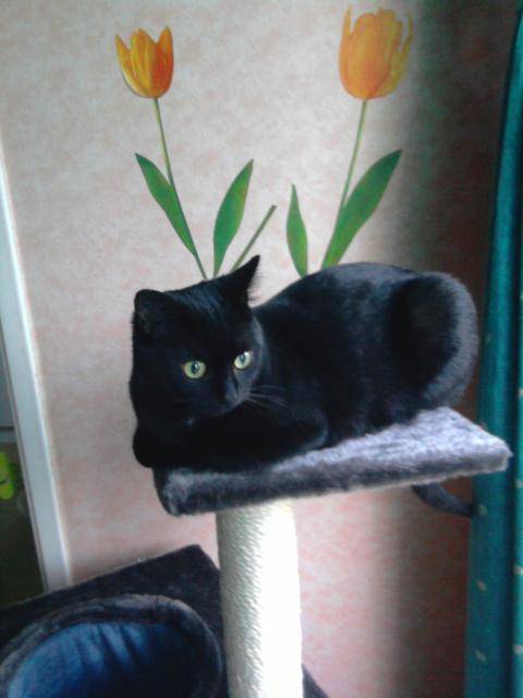 BELLA 10 MOIS - (10 mois)