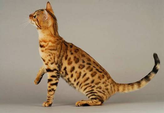 Savanant Cats -