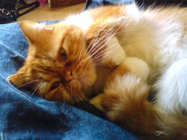 Exotic Shorthair: Dickson -