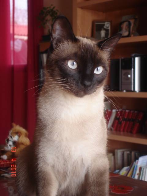siamoise -