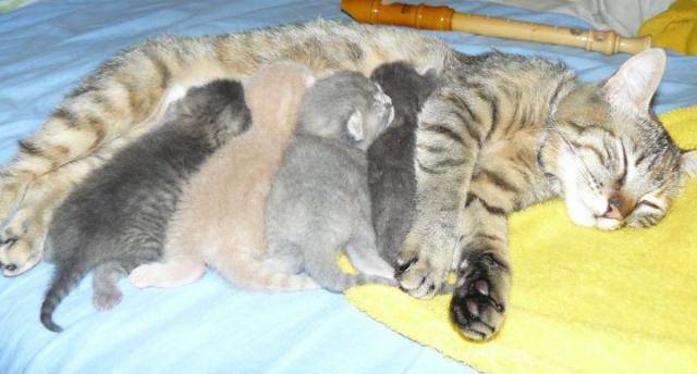 Myrtille et ses petits -