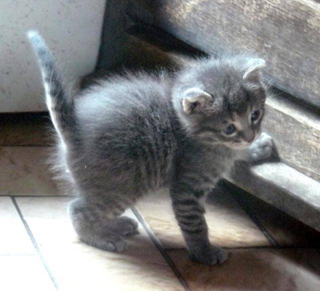 Filoutub's, chat de gouttière -