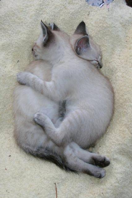 Tic & Tac, siamois -