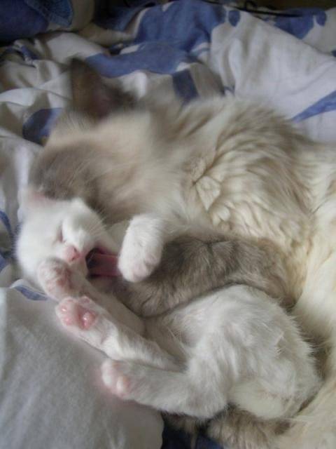 Sushi, sacré de birmanie et je sais pas et Maiko, angora turc -