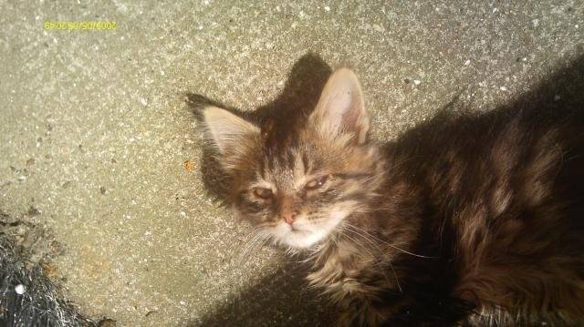 Bella Croisée Maine Coon -