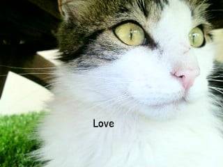 lidzy -