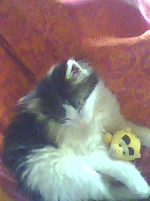 lidzy -