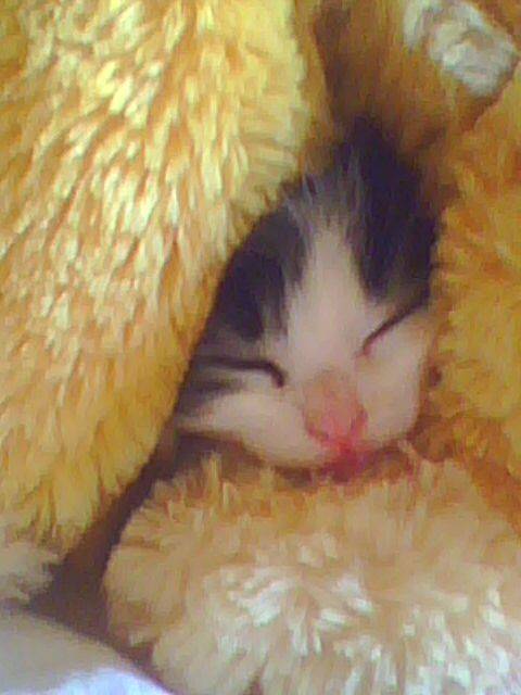 lidzy -