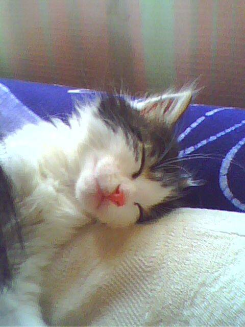 lidzy qui dort -