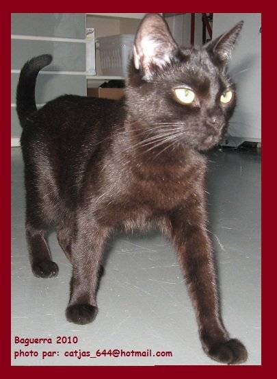 Baguerra, smoky shadow -