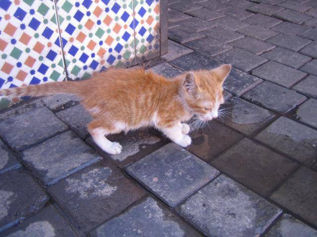 Choumit (petit chat de Marrakech) -