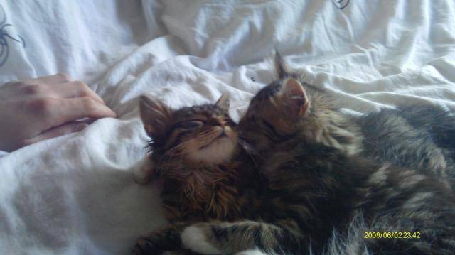 Bella & Luna -