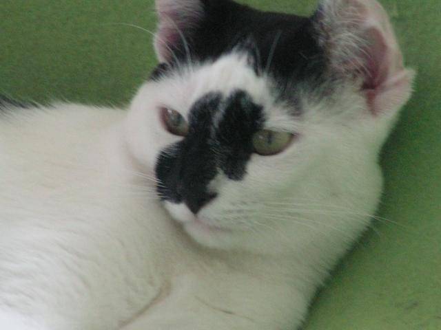 litchy -