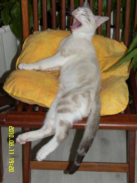 Spike -