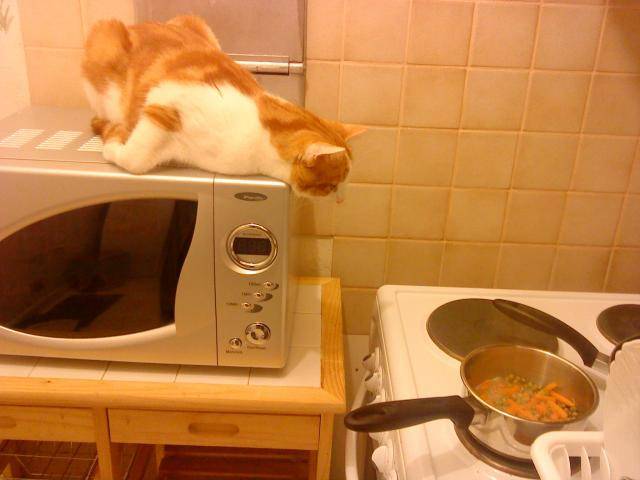 hestia surveille la cuisson! -