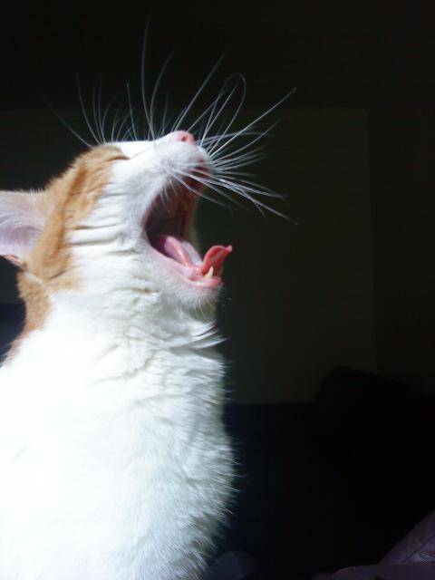 grosse fatigue !!! (hestia) -