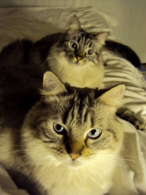 Léo et Max -