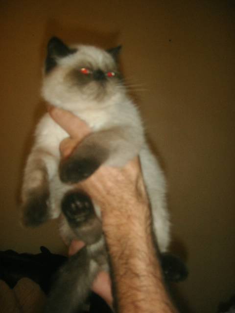 FLEXY exotic shorthair -