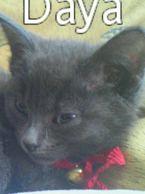 Daya -