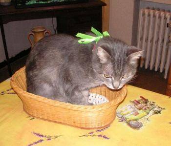 Mistigri -