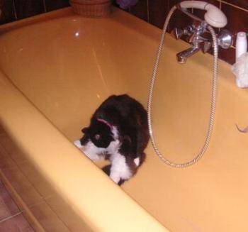 Cachou -
