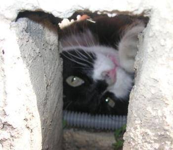 Cachou -