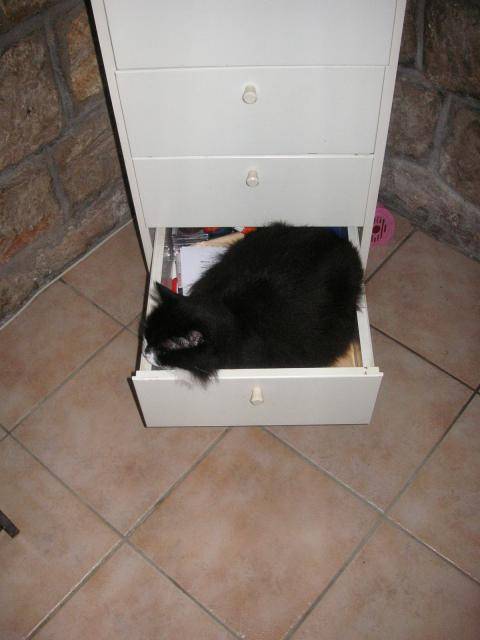 Cachou -