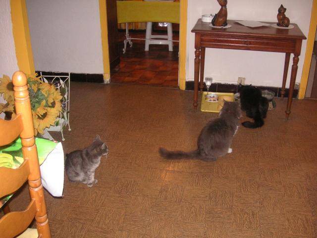 Cachou Grisou et Mistigri -