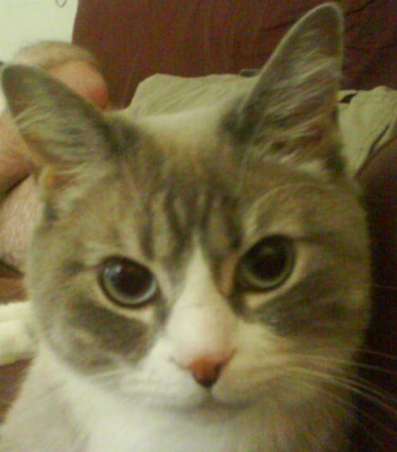 Ninou -