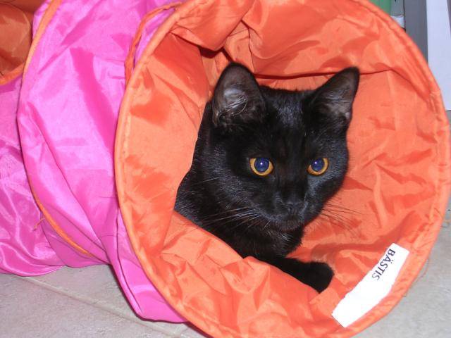Chipie mon chat -