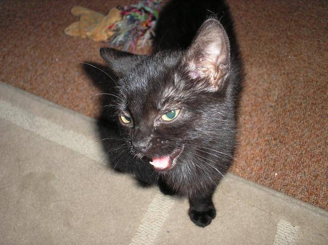 Poops (3 mois) -