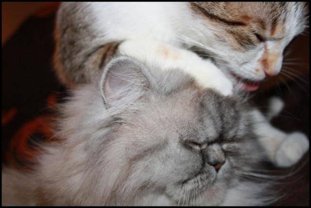 Maya&Luna -