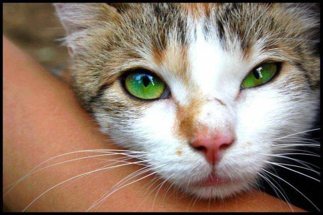 Maya -
