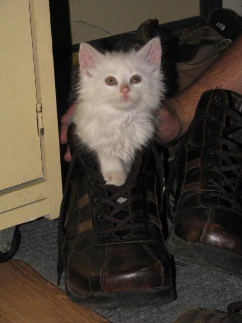 bonjour je m'appel Neige! -