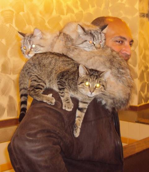 Leo, Max, Cowboy -
