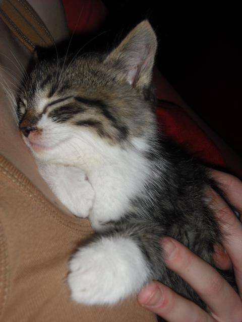 Philou! Chat de goutière -