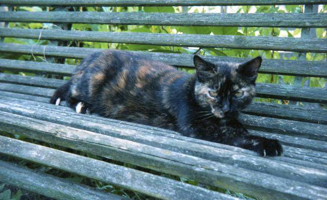 Minon, ecaille de tortue -