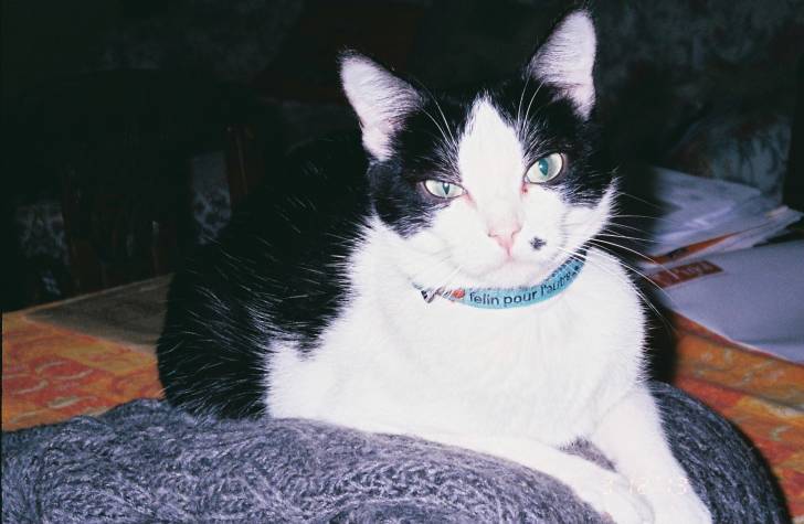 clea - (5 ans)