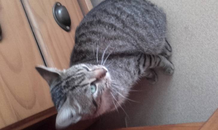 Meyko - (3 ans)
