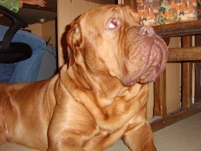 oscar dog de bordeau -