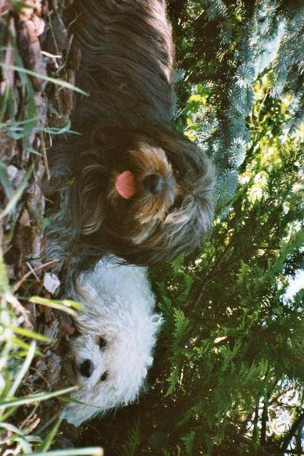 Jade terrier du tibet et Candy bichon frisée -