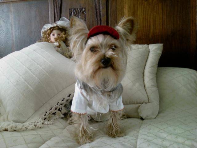 YORSHIRE TERRIER PIKACHU -