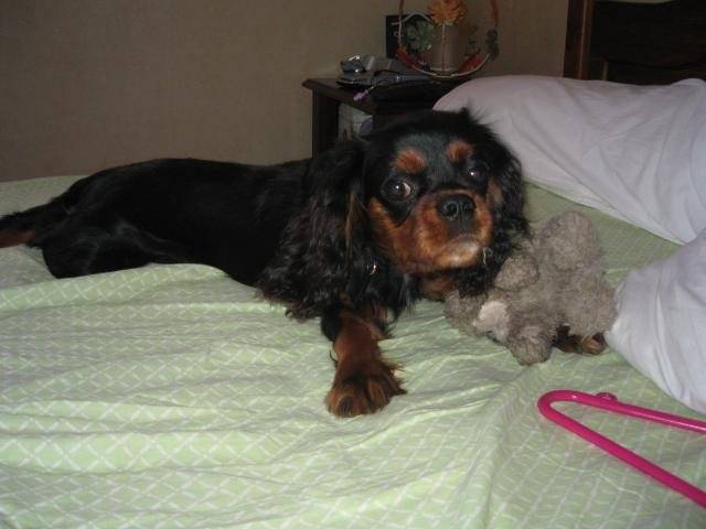 Azzaro ; cavalier king charles -