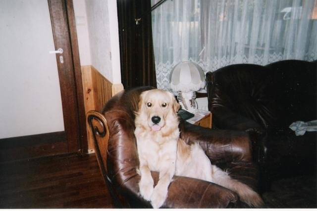 golden retreiver shadow -