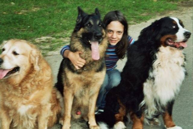 bouvier bernois golden et berger allemand -