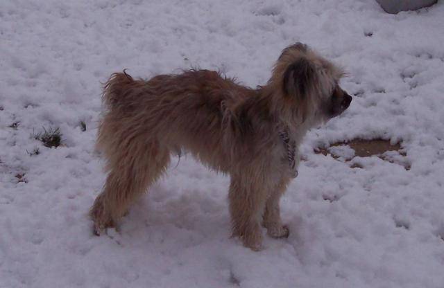 ulysse 3ans berger des pyrénnées -
