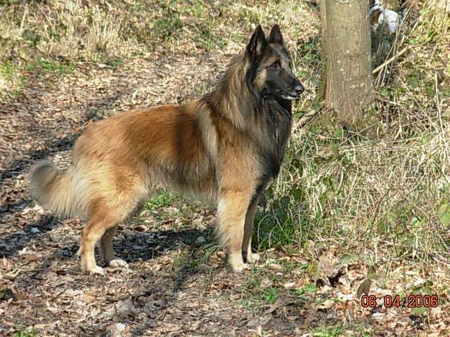 Berger Belge Tervuren -